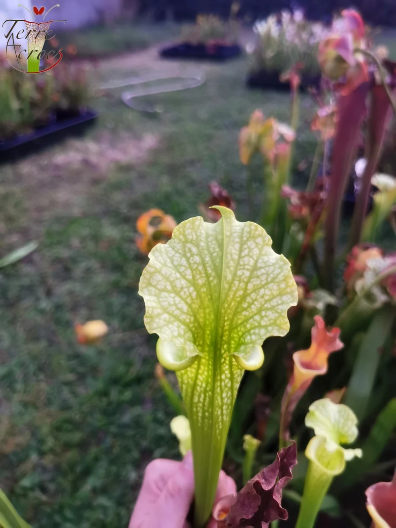 SXM20 Sarracenia x moorei -- -- (flava f. viridescens -- anthocyanin-free x leucophylla f. viridescens -- Green, anthocyanin free)