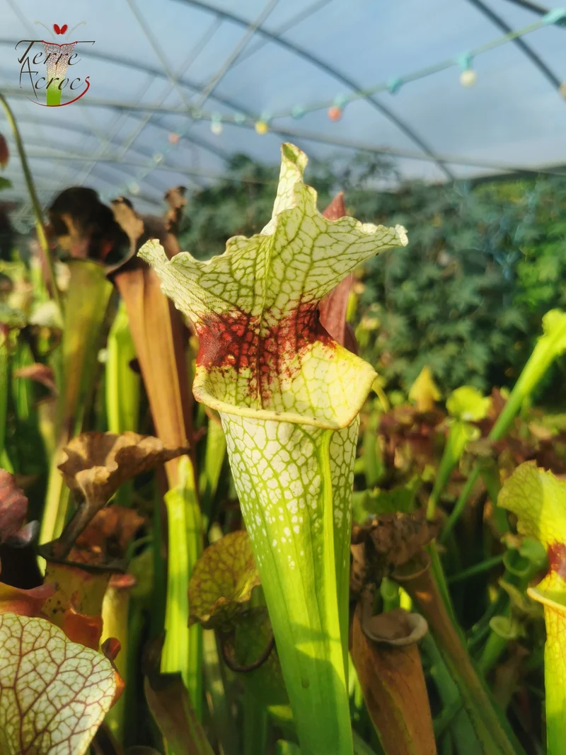 SXM12 Sarracenia x moorei -- "Wilkerson White Knight" (H211, MK)