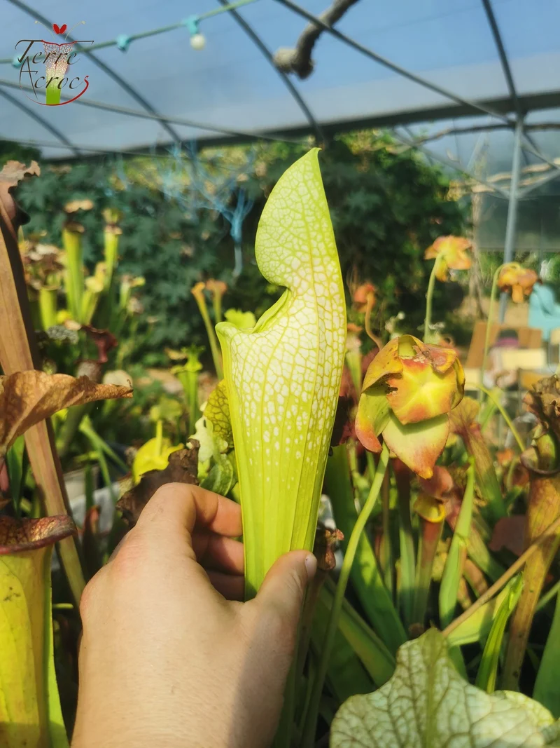 SXM12 Sarracenia x moorei -- "Wilkerson White Knight" (H211, MK)
