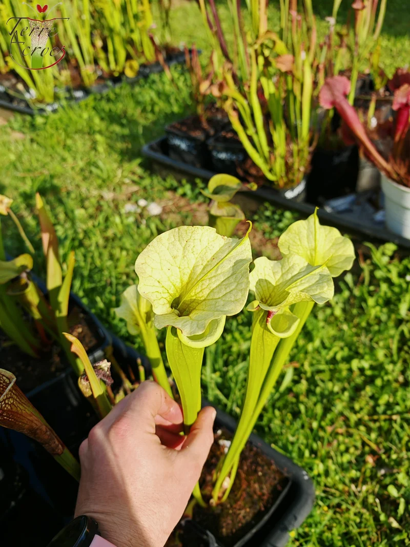 SXM23a Sarracenia x moorei -- 'Shakra du Coeur'
