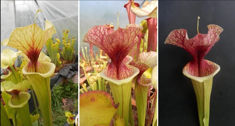 SXM23a Sarracenia x moorei -- 'Shakra du Coeur'