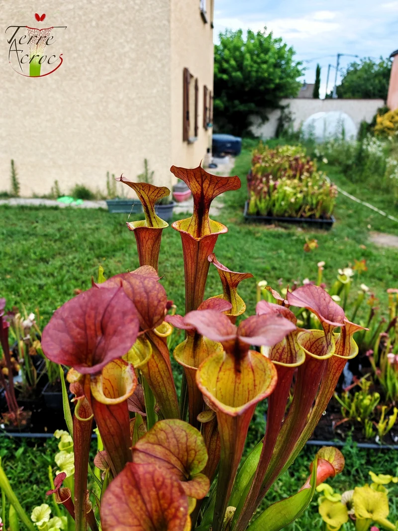 SXM22 Sarracenia x moorei -- (S. leucophylla x S. flava var. cuprea -- copper top)