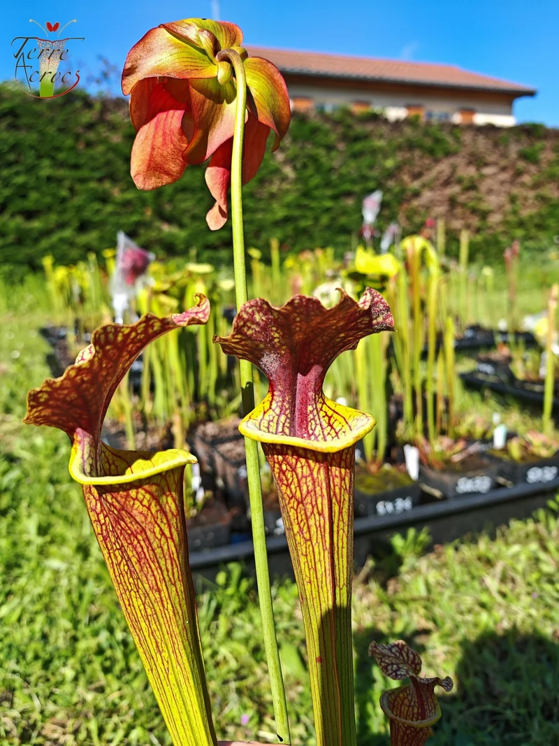 SXM24 Sarracenia x moorei -- "Litchi"
