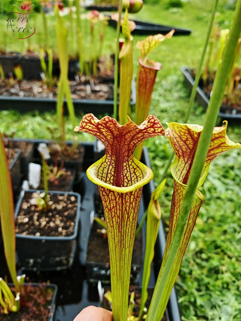 SXM24 Sarracenia x moorei -- "Litchi"