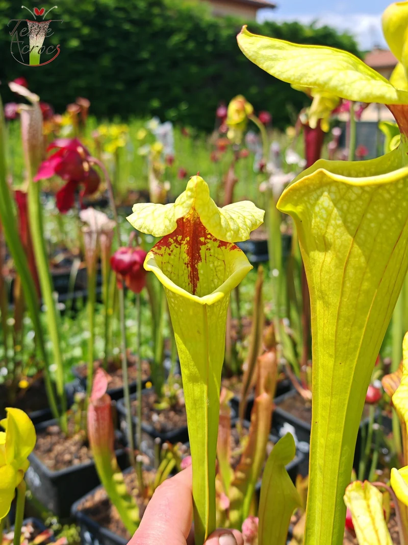 Graines Sarracenia 2025 (SX41a x OP)