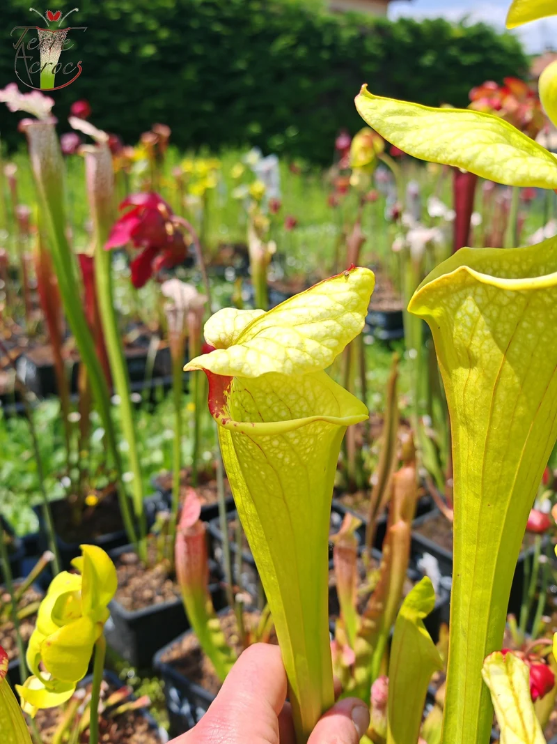 Graines Sarracenia 2025 (SX41a x OP)
