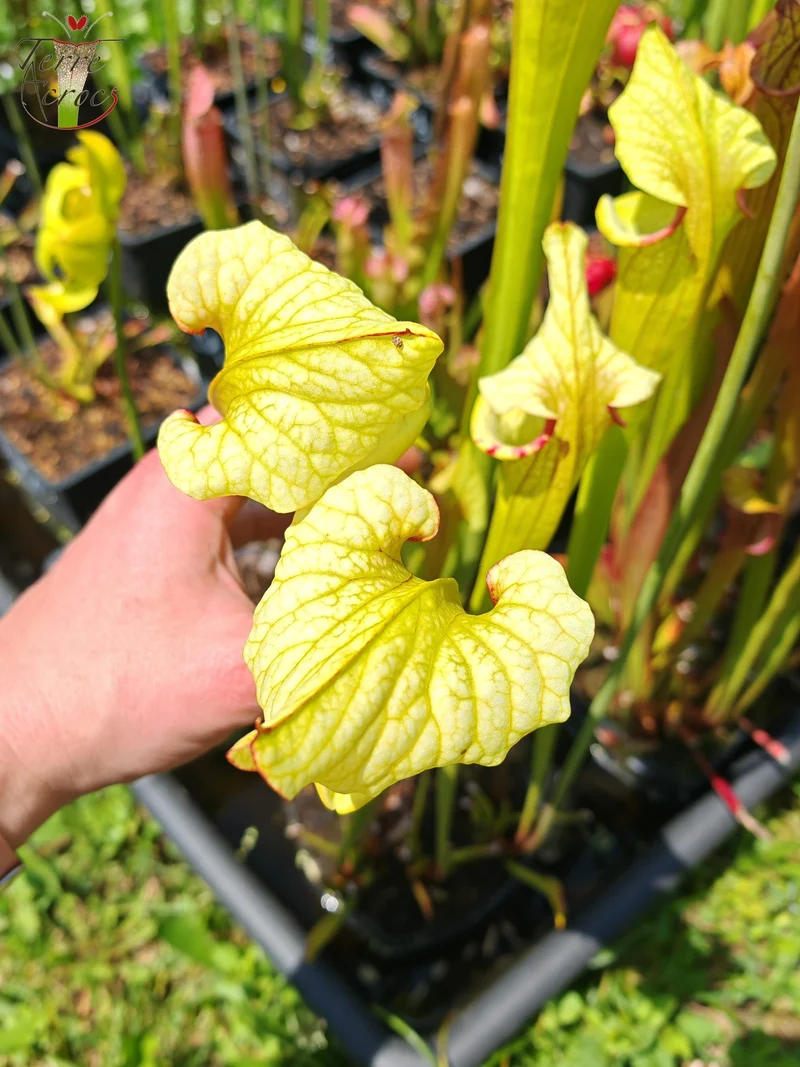 Graines Sarracenia 2025 (SX41a x OP)