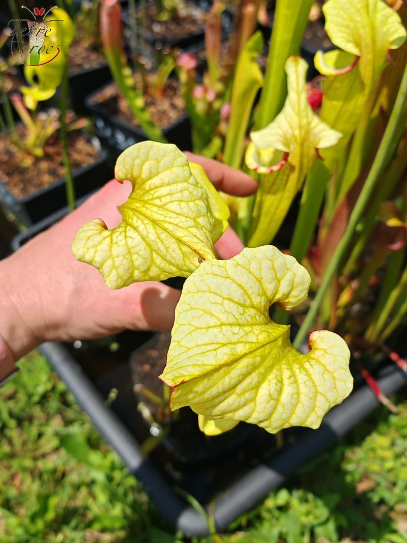 Graines Sarracenia 2025 (SX41a x OP)