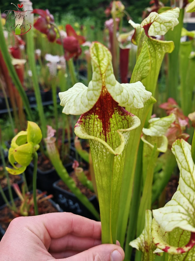 Graines Sarracenia 2025 (SX41a x OP)