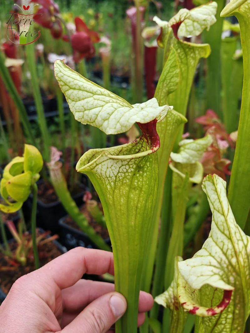 Graines Sarracenia 2025 (SX41a x OP)
