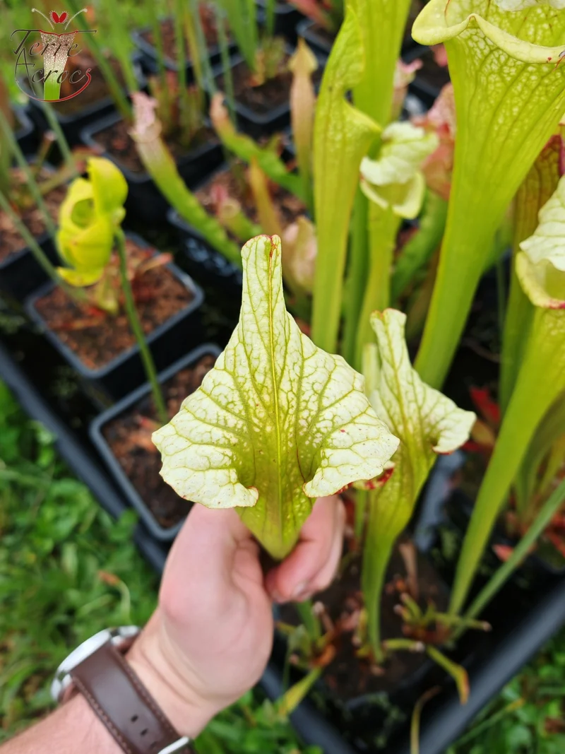 Graines Sarracenia 2025 (SX41a x OP)