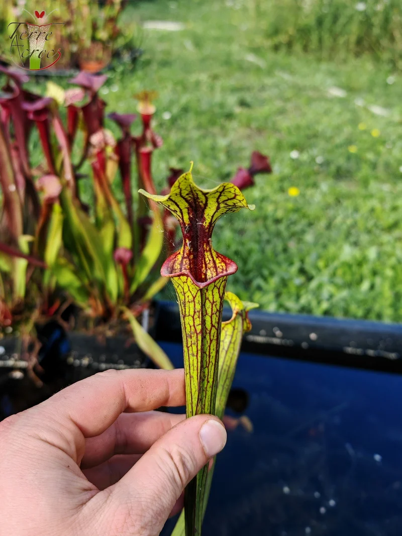 Graines Sarracenia 2025 (SX66 x OP)