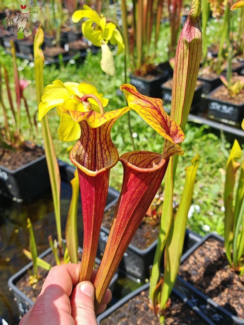 Graines Sarracenia 2025 (SX58 x OP)
