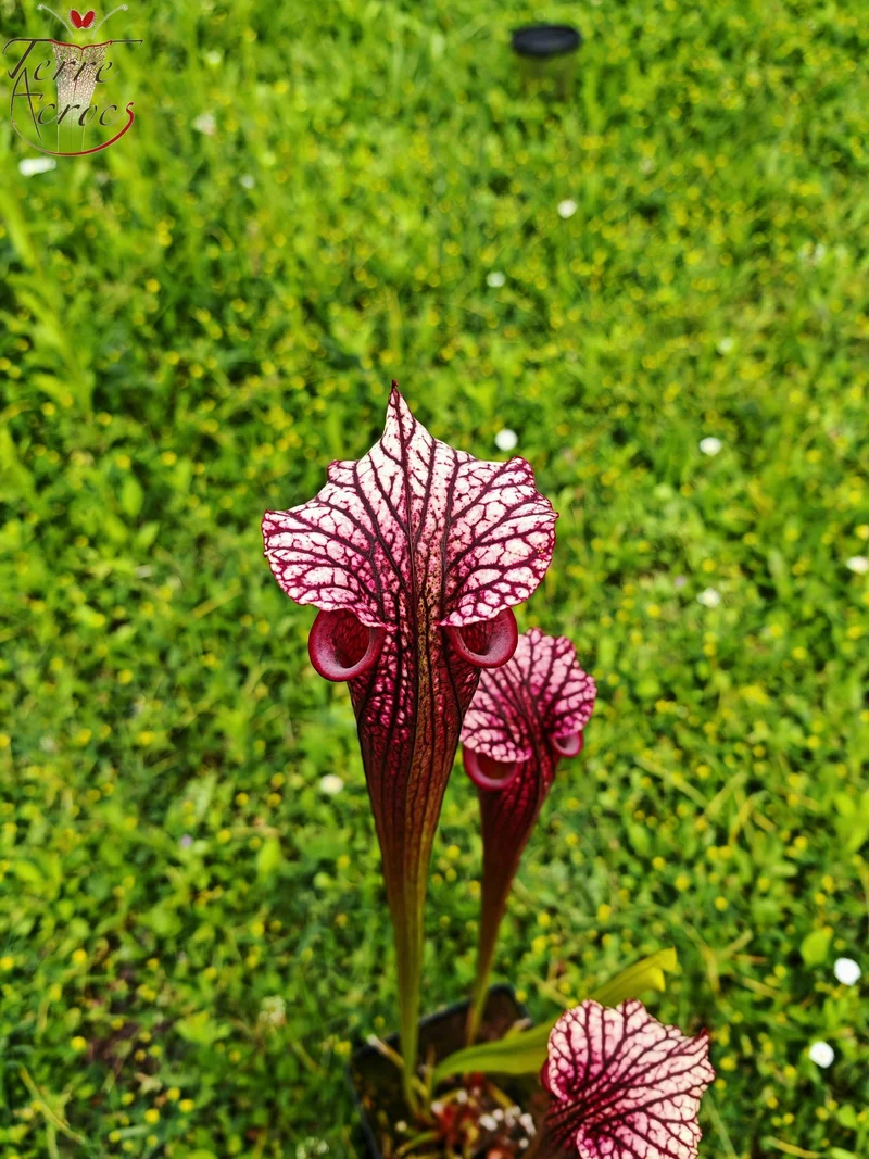 Graines Sarracenia 2025 (SXM17 x OP)