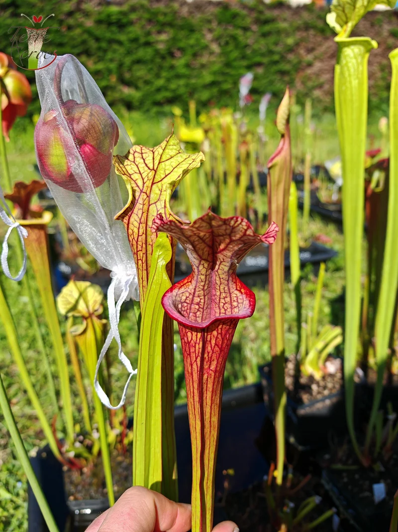 Graines Sarracenia 2025 (SXM28a x OP)