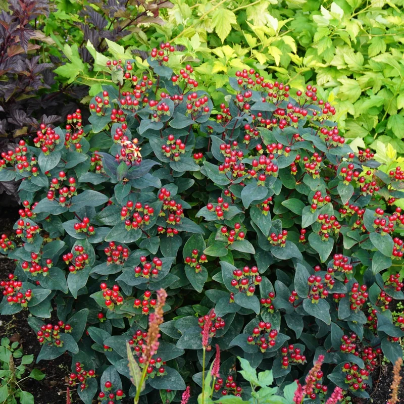 Hypericum Magical® Midnight Glow – Millepertuis Magical® Midnight Glow