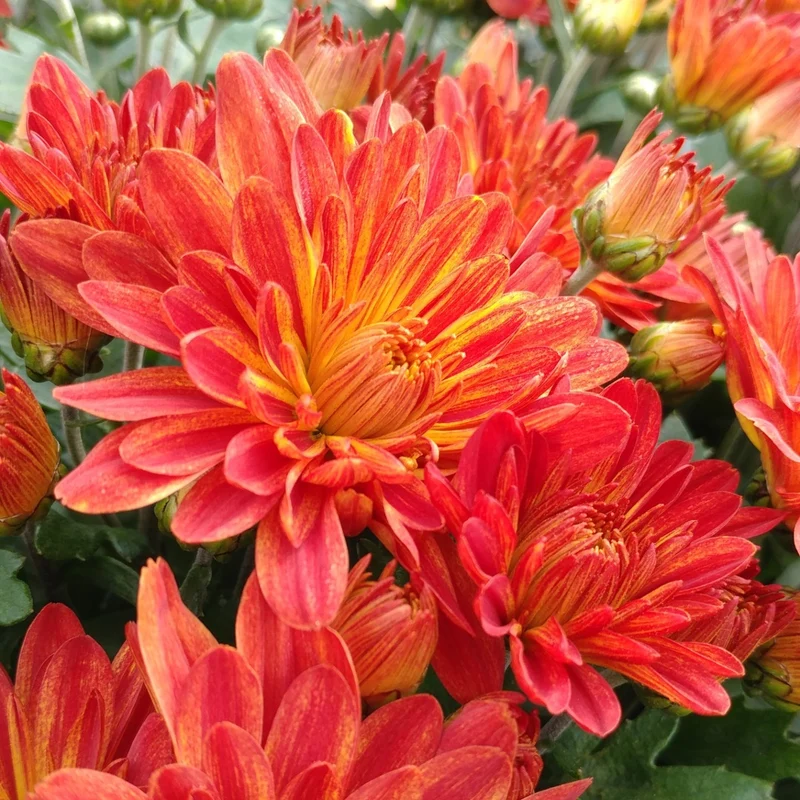 Chrysanthemum 'Tiger Eyes' – Chrysanthème d'automne 'Tiger Eyes'