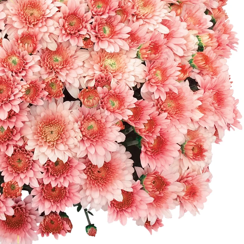 Chrysanthemum × morifolium 'Touchdown Orange' – Chrysanthème d'automne 'Touchdown Orange' Introduction