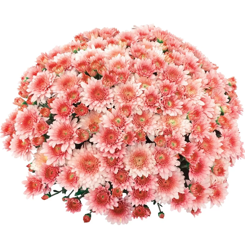 Chrysanthemum × morifolium 'Touchdown Orange' – Chrysanthème d'automne 'Touchdown Orange' Introduction