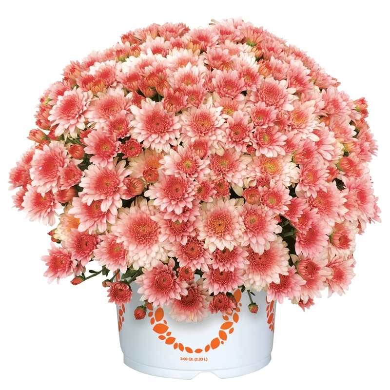 Chrysanthemum × morifolium 'Touchdown Orange' – Chrysanthème d'automne 'Touchdown Orange' Introduction