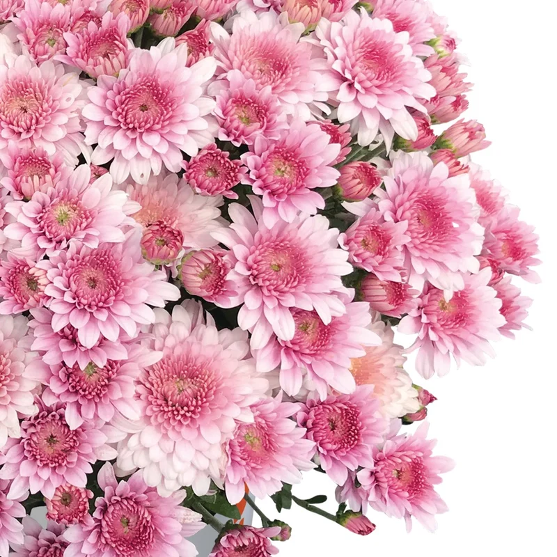 Chrysanthemum 'Touchdown Purple' – Chrysanthème d'automne 'Touchdown Purple'