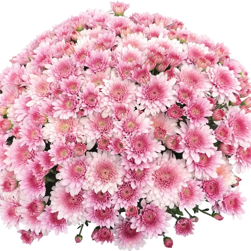 Chrysanthemum 'Touchdown Purple' – Chrysanthème d'automne 'Touchdown Purple'