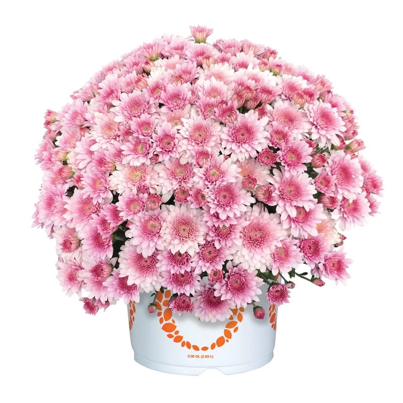 Chrysanthemum 'Touchdown Purple' – Chrysanthème d'automne 'Touchdown Purple'