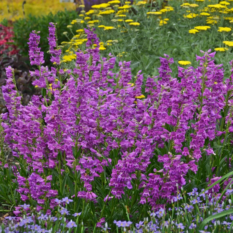 Penstemon x barbatus 'Prairie Dusk' – Penstémon 'Prairie Dusk'