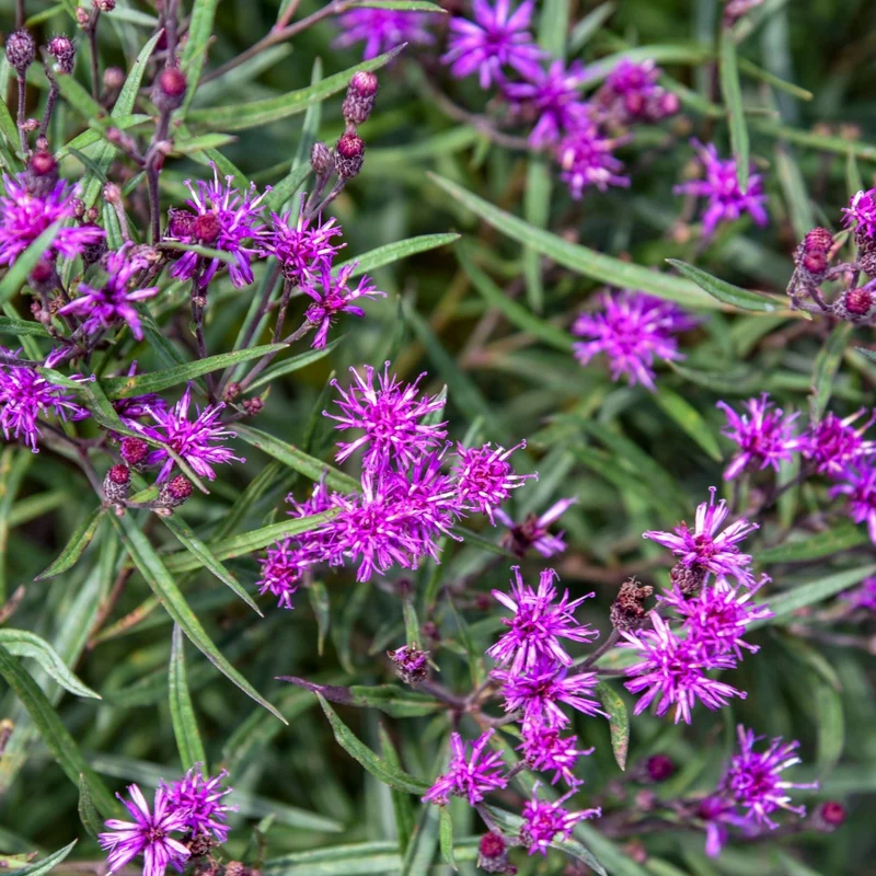 Vernonia hybrida 'Prairie Princess' – Vernonie 'Prairie Princess'