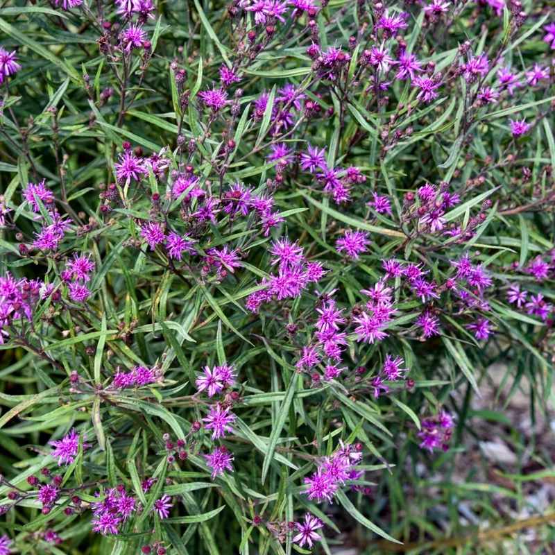 Vernonia hybrida 'Prairie Princess' – Vernonie 'Prairie Princess'