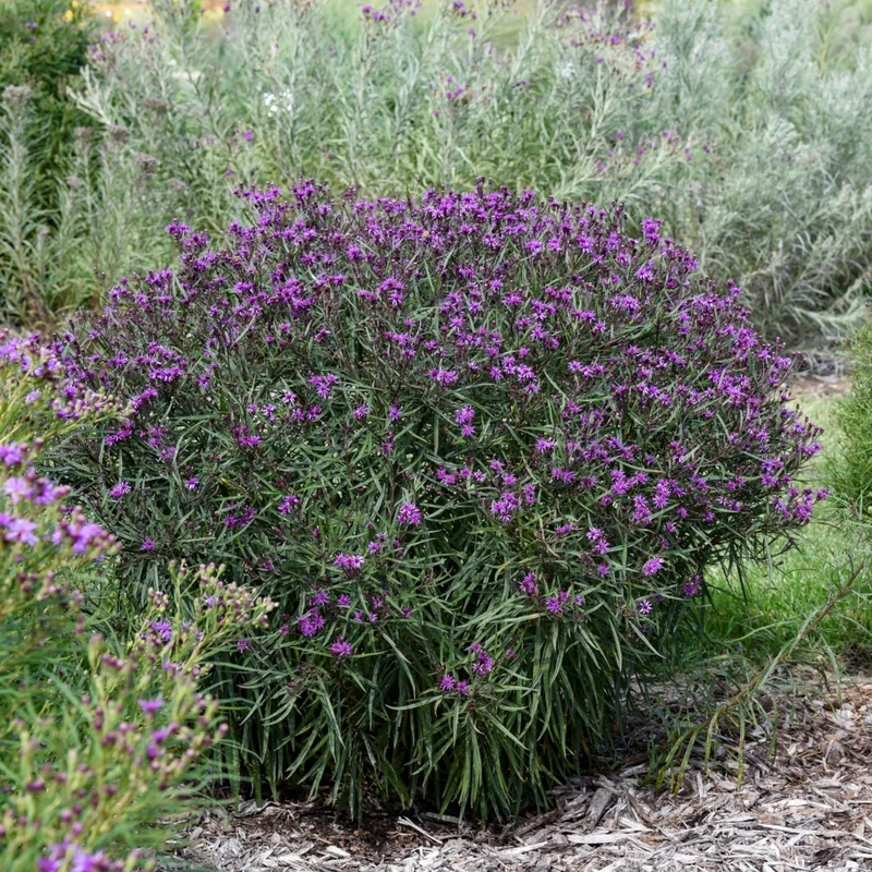 Vernonia hybrida 'Prairie Princess' – Vernonie 'Prairie Princess'