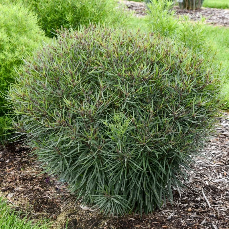 Vernonia hybrida 'Prairie Princess' – Vernonie 'Prairie Princess'