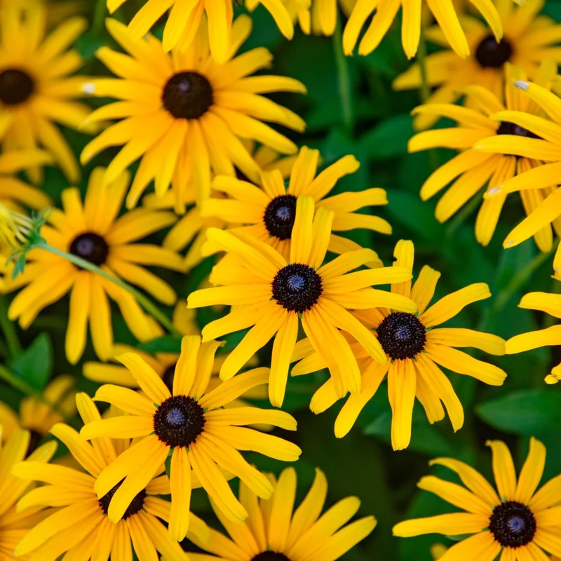 Rudbeckia hybrida 'Treasure Trove' – Rudbeckie 'Treasure Trove'