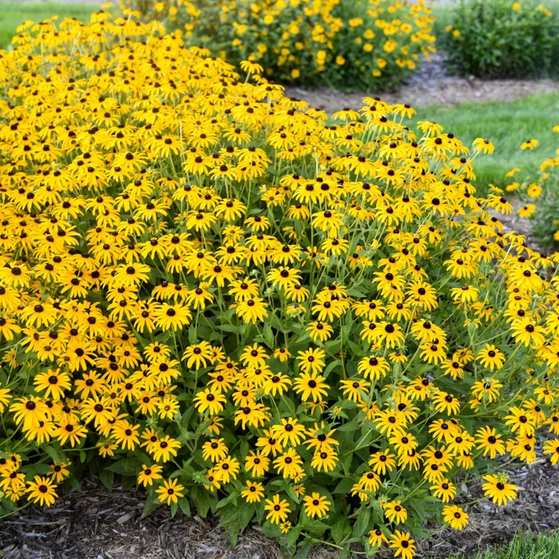 Rudbeckia hybrida 'Treasure Trove' – Rudbeckie 'Treasure Trove'