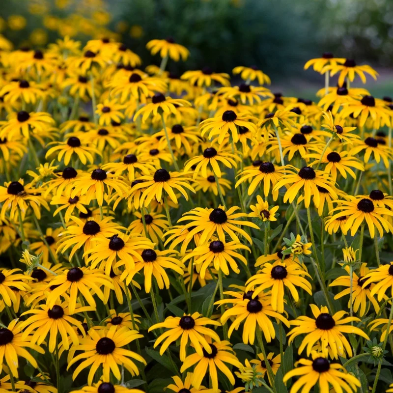 Rudbeckia hybrida 'Treasure Trove' – Rudbeckie 'Treasure Trove'