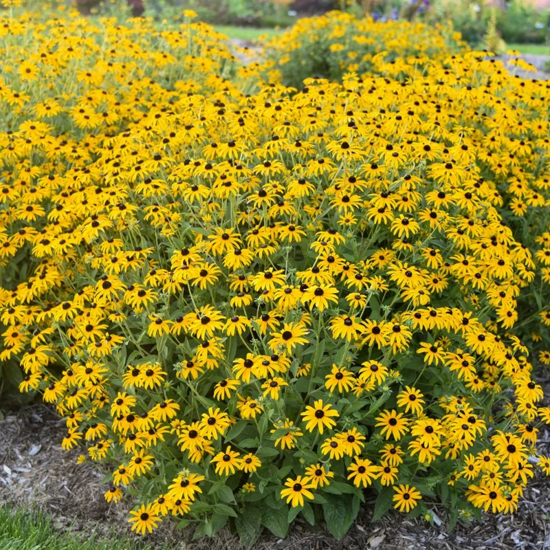 Rudbeckia hybrida 'Treasure Trove' – Rudbeckie 'Treasure Trove'