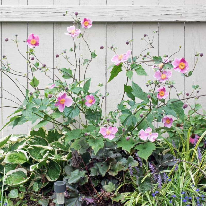 Anemone × hybrida 'September Charm' – Anémone d'automne 'September Charm'