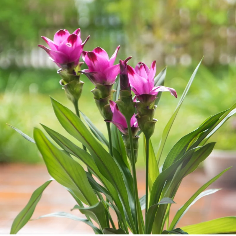 Curcuma alismatifolia - Tulipe de Siam