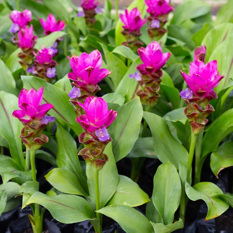 Curcuma alismatifolia - Tulipe de Siam