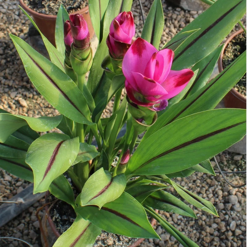 Curcuma alismatifolia - Tulipe de Siam