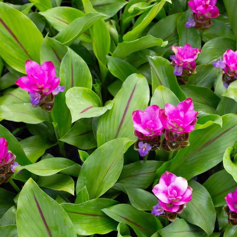 Curcuma alismatifolia - Tulipe de Siam