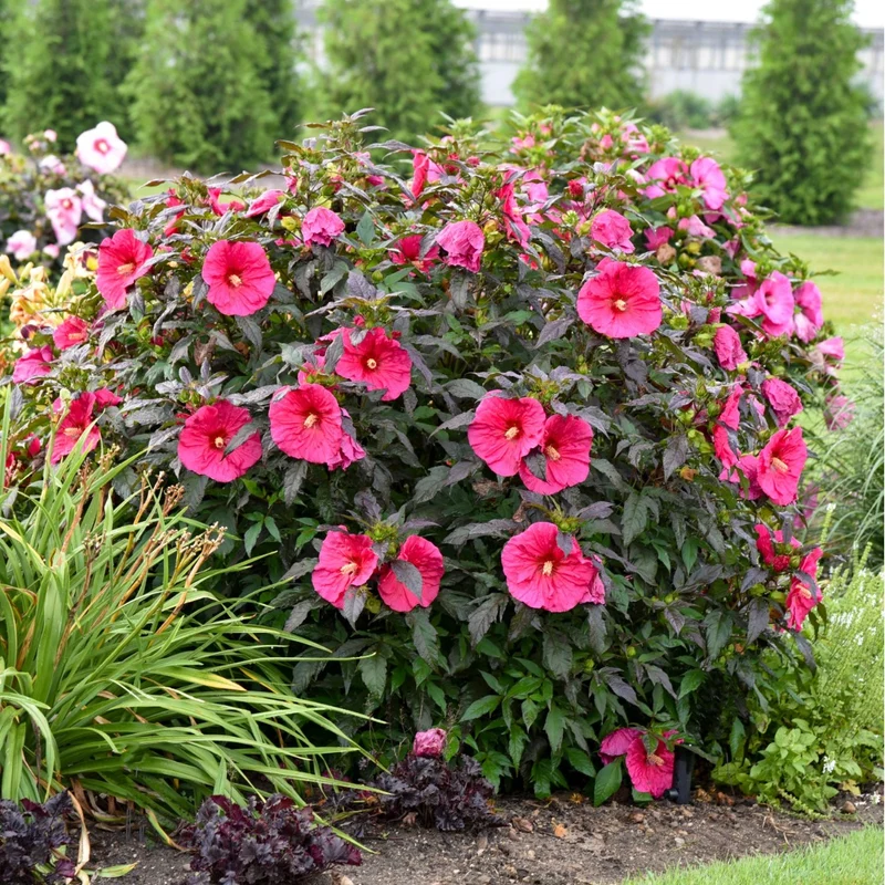 Hibiscus moscheutos Summerific® 'Evening Rose' – Ketmie des marais 'Evening Rose'