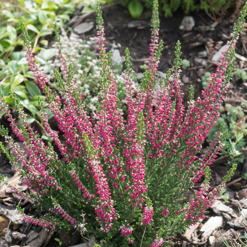 Calluna vulgaris Série Garden Girls® 'Katja' – Bruyère commune 'Katja'