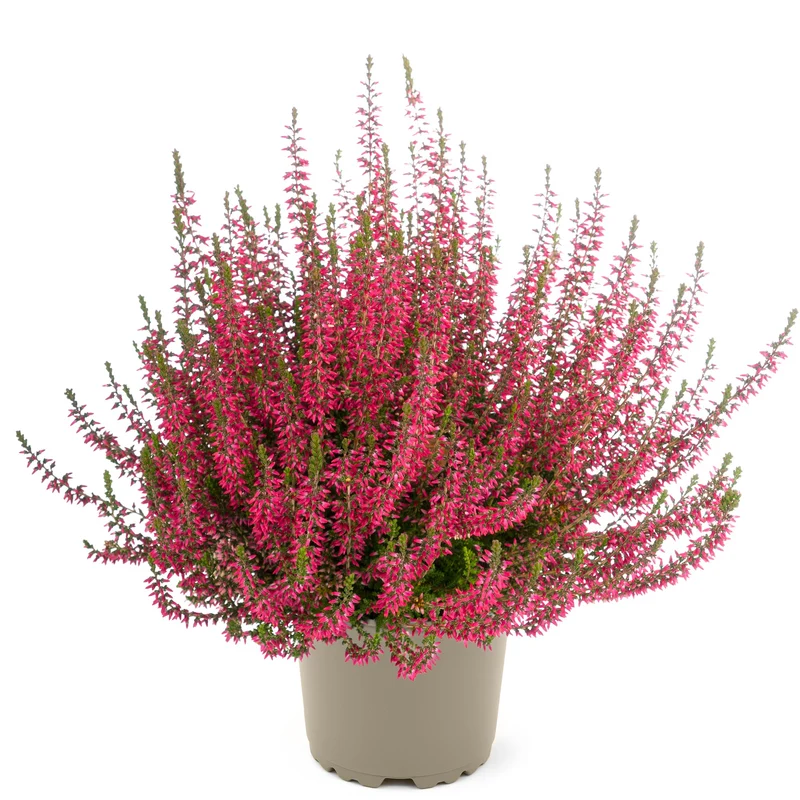 Calluna vulgaris Série Garden Girls® 'Katja' – Bruyère commune 'Katja'