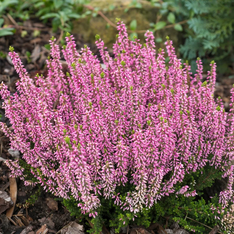 Calluna vulgaris Série Garden Girls® 'Agnes' – Bruyère commune 'Agnes'