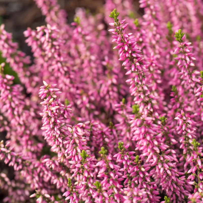 Calluna vulgaris Série Garden Girls® 'Agnes' – Bruyère commune 'Agnes'