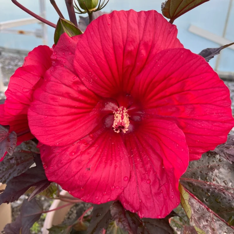 Hibiscus MoonShadow™ 'Morello' – Ketmie MoonShadow™ 'Morello'