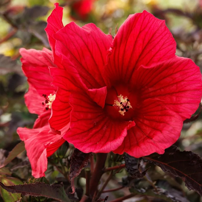 Hibiscus MoonShadow™ 'Morello' – Ketmie MoonShadow™ 'Morello'