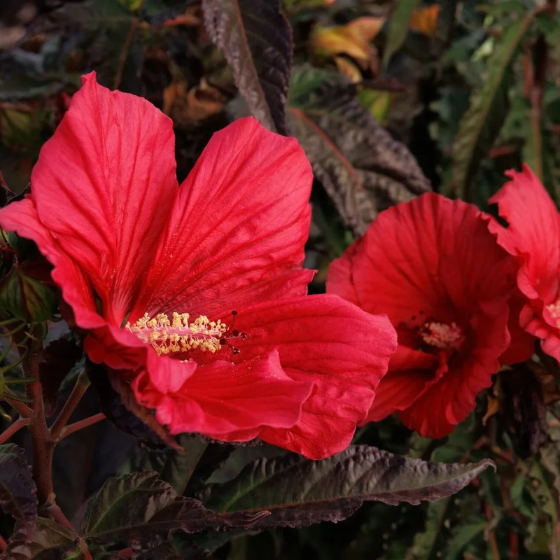 Hibiscus MoonShadow™ 'Morello' – Ketmie MoonShadow™ 'Morello'