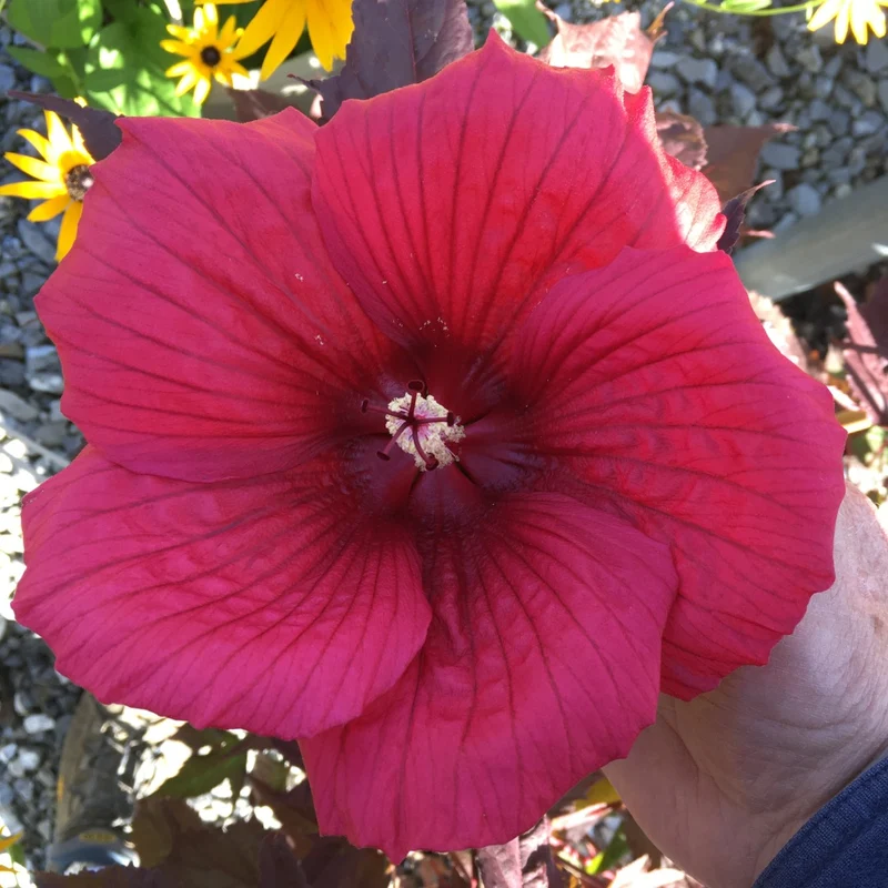 Hibiscus MoonShadow™ 'Morello' – Ketmie MoonShadow™ 'Morello'